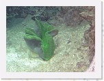 Dierentuin Burgers  Zoo 056 * 3648 x 2736 * (5.01MB)